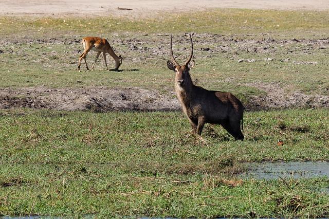 043 Chobe NP, waterbok.jpg